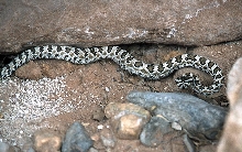 What rattlesnake is this?